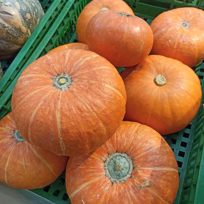 Gambar Labu Kabocha Jepang 1 Kg - Sayur Lokal dari KBZR BGR undefined Tokopedia