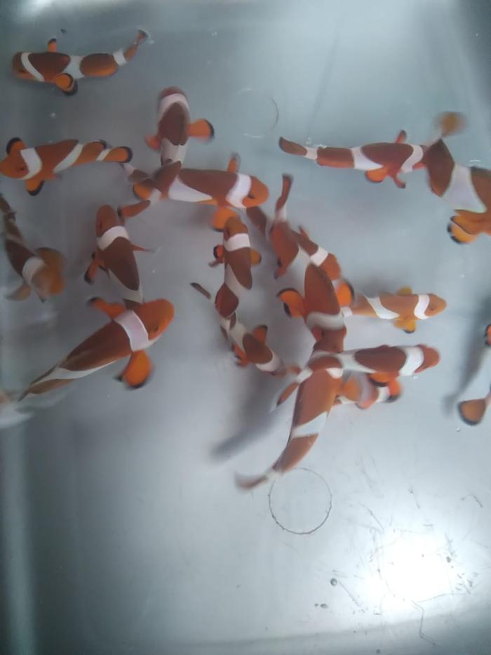 Gambar Paket NEMO Isi 15 Ekor - Ikan Hias Air Laut dari Vijay Aquamarine undefined Tokopedia