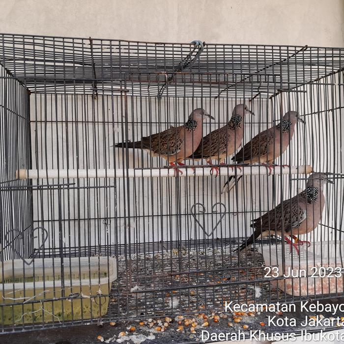 Gambar Burung Tekukur dari WarsoXZ undefined Tokopedia
