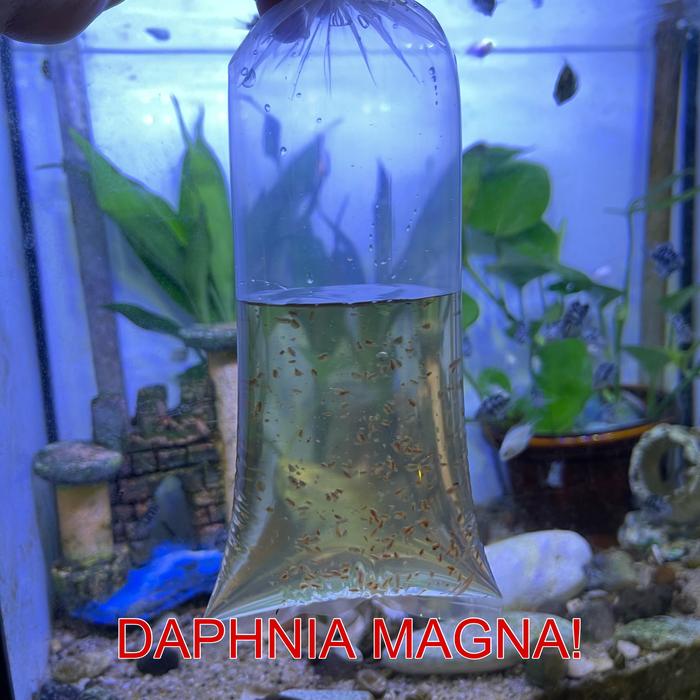 Gambar DAPHNIA MAGNA KUTU AIR RAKSASA STARTER PAKAN IKAN HIAS CUPANG,GUPPY. - DAPHNIA SAJA dari luckyimport_grosir undefined Tokopedia