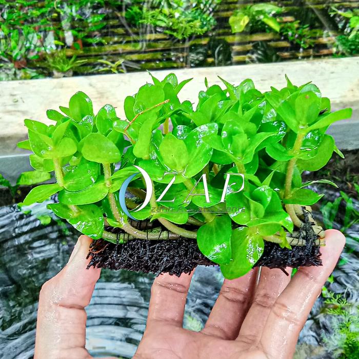 Gambar bacopa caroliniana wabikusa tanaman air aquascape low co2 - lempeng pakis dari ZahAQUASCAFE undefined Tokopedia