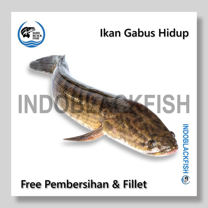Gambar Ikan Gabus Kutuk Segar Hidup Obat Alami Penyembuh Luka Dalam - Kecil 500Gr dari INDOBLACKFISH undefined Tokopedia