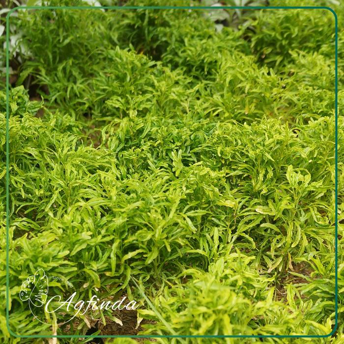 Gambar Brokoli I Tanaman Hias Outdoor | Brokoli Warna Hijau & Kuning - Brokoli Hijau dari Agfindaflora undefined Tokopedia