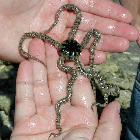 Gambar Bintang ular laut Hidup Hewan Laut Untuk Aquarium Laut/1ekor dari aulia jaya mandiri undefined Tokopedia