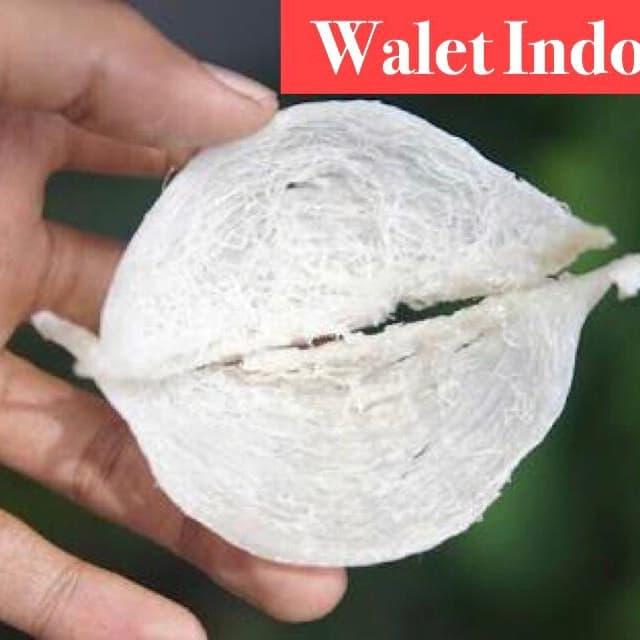 Gambar Sarang Burung Walet Super/AAA/Yen Can (Harga per 1000gram) dari Waletindo undefined Tokopedia