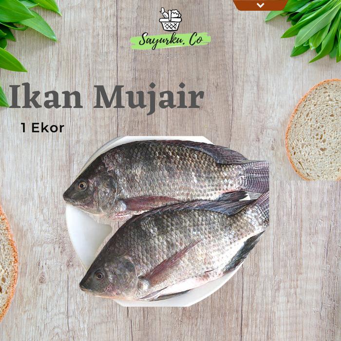 Gambar Ikan Mujaer Segar 1 ekor dari Sayurku Co undefined Tokopedia