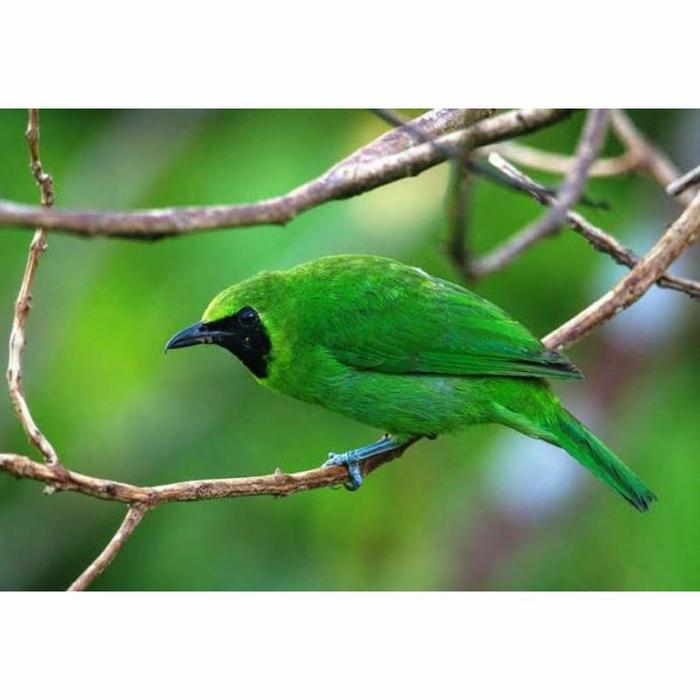 Gambar Burung Cucak Ijo Ori Banyuwangi Bebeciu dari Tosix94Birdspecialist undefined Tokopedia