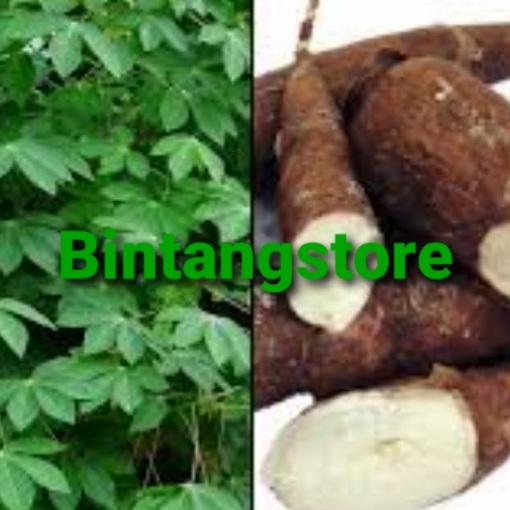 Gambar Umbi singkong karet segar asli 1 kg dari Bintangstore754 undefined Tokopedia