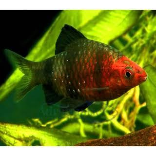 Gambar ikan hias ruby barb dari Fauna aqua undefined Tokopedia