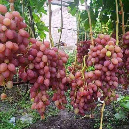 Gambar Bibit tanaman anggur import stek batang- bibit unggul terbaik - Caroline dari Samawa.garden undefined Tokopedia