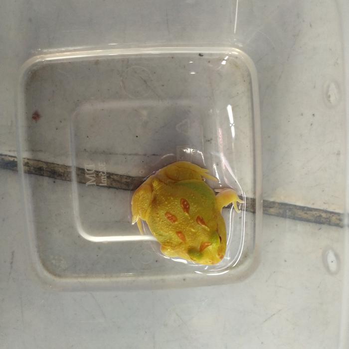 Gambar kodok Pacman frog strawberry albino green brown kodok hias - albino 4spot dari viinsmoke undefined Tokopedia