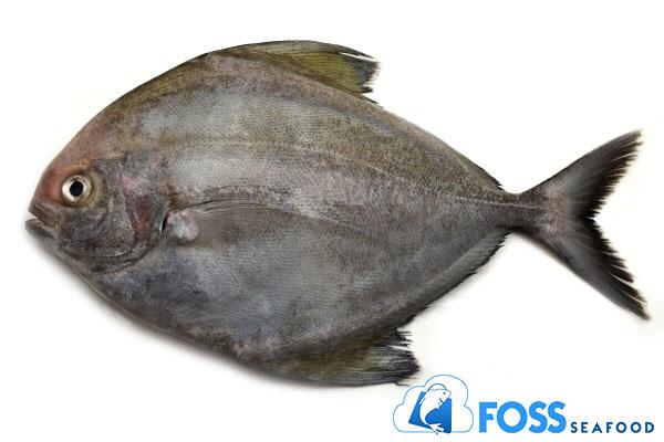 Gambar Foss Seafood Ikan Bawal Hitam Frozen / beku size 300gr-500gr dari FOSS SEAFOOD undefined Tokopedia