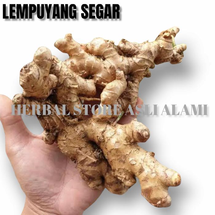 Gambar Lempuyang segar 500 gr (Zingiber zerumbet) dari herbal store asli alami undefined Tokopedia