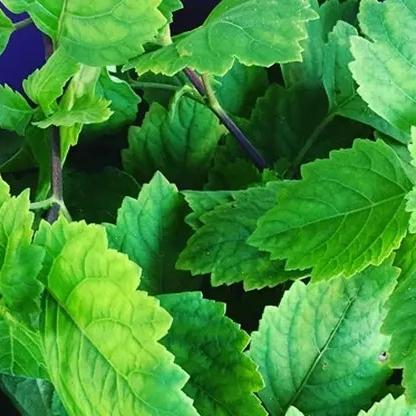 Gambar DAUN NILAM BUBUK 250 GRAM - Pogostemon Cablin - MURNI - JSR dari GUBUK HERBAL INDONESIA - OFFICIAL STORE undefined Tokopedia