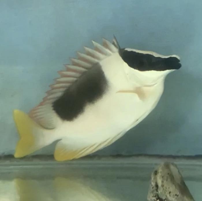 Gambar samadar cicit padang m ikan hias laut dari KedaiJong undefined Tokopedia