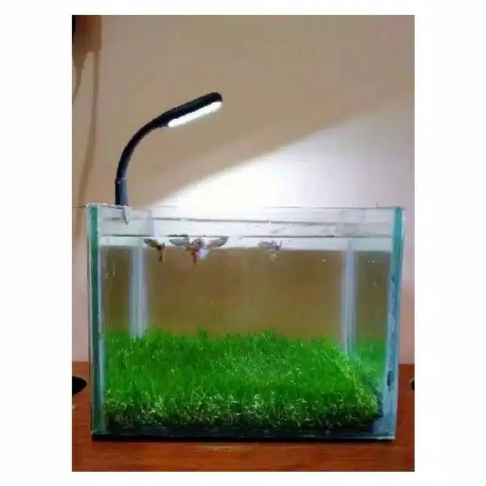 Gambar LAMPU AKUARIUM Portable/ LAMPU SOLITER / LAMPU CUPANG / LAMPU Murah dari Arrahman Shop2 undefined Tokopedia