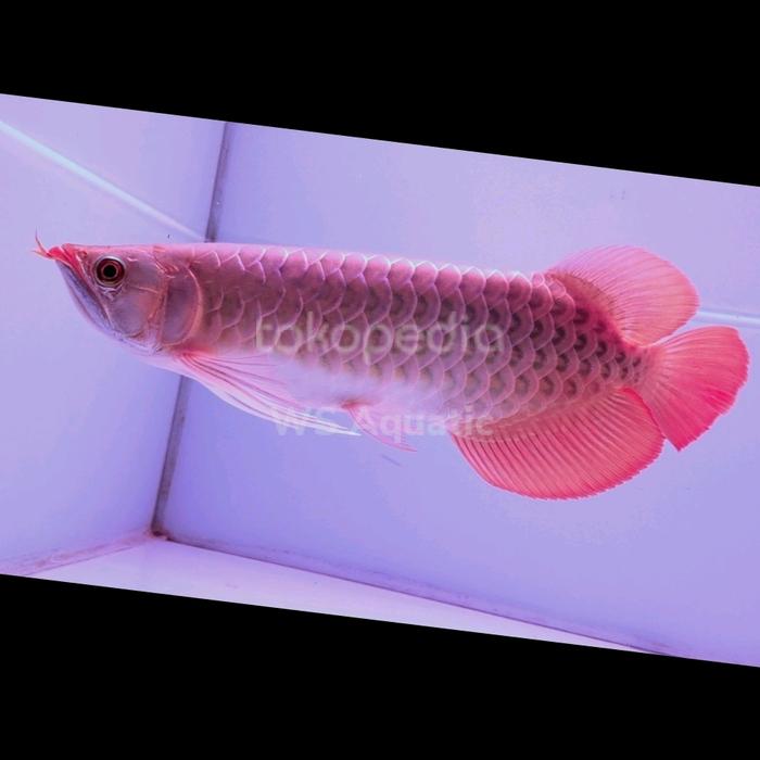 Gambar arwana super red 38cm mulus dari WS Aquatic undefined Tokopedia