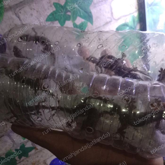 Gambar cicak hidup dari dunia kandang shop undefined Tokopedia