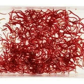 Gambar Makanan Ikan cacing darah hidup bloodworm cadar cacing darah fresh dari mimin barokah11 undefined Tokopedia