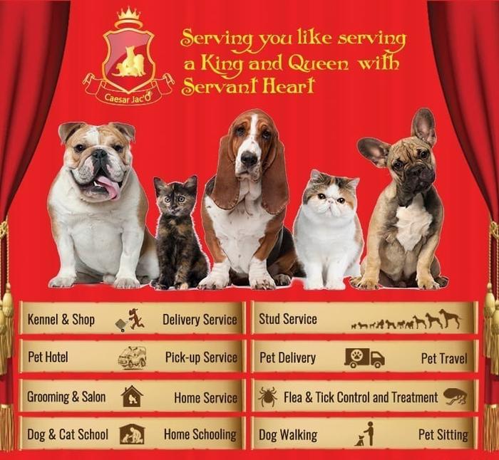 Gambar Makanan Anjing / Dog Food Caesar Natural Holistic 9.8kg Small Bite - Brosur dari Caesar JacO undefined Tokopedia