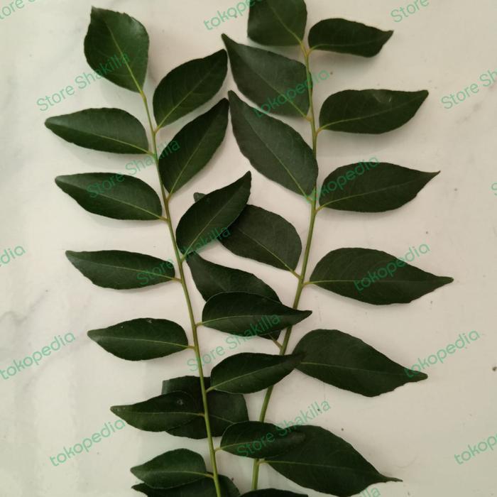 Gambar Daun Kari / Salam Koja / Daun Temurui dari Shakila Store Bogor undefined Tokopedia