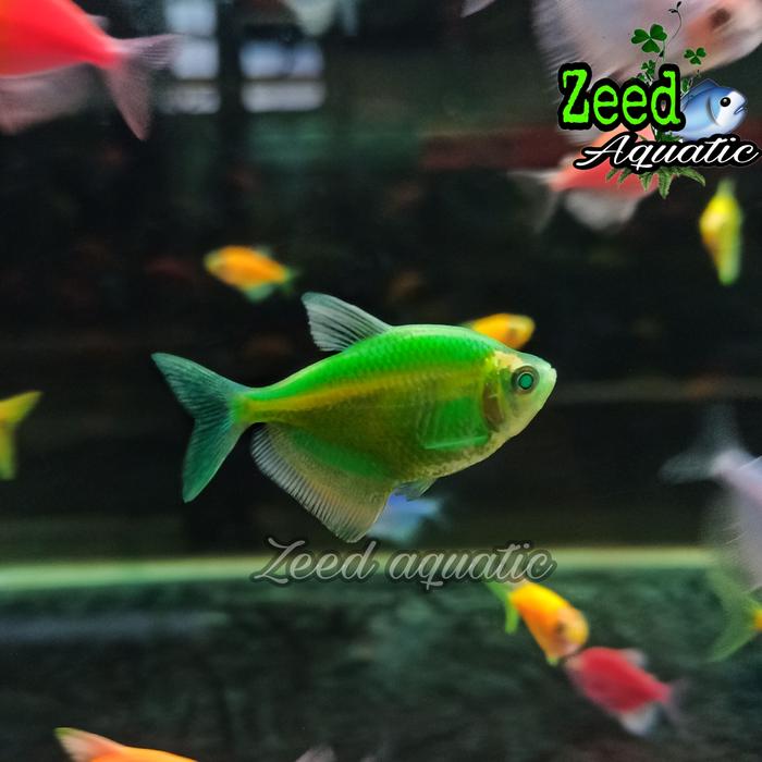 Gambar ikan hias air tawar / aquascape / Glow Fish WARNA TERLENGKAP - Green Apple dari Zeed aquatic undefined Tokopedia