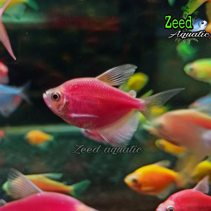 Gambar ikan hias air tawar / aquascape / Glow Fish WARNA TERLENGKAP - Red Magenta dari Zeed aquatic undefined Tokopedia