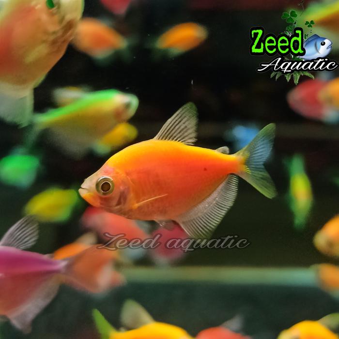 Gambar ikan hias air tawar / aquascape / Glow Fish WARNA TERLENGKAP - Orange dari Zeed aquatic undefined Tokopedia