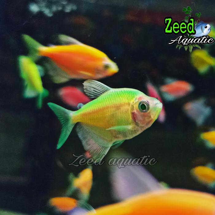 Gambar ikan hias air tawar / aquascape / Glow Fish WARNA TERLENGKAP - Hijau dari Zeed aquatic undefined Tokopedia