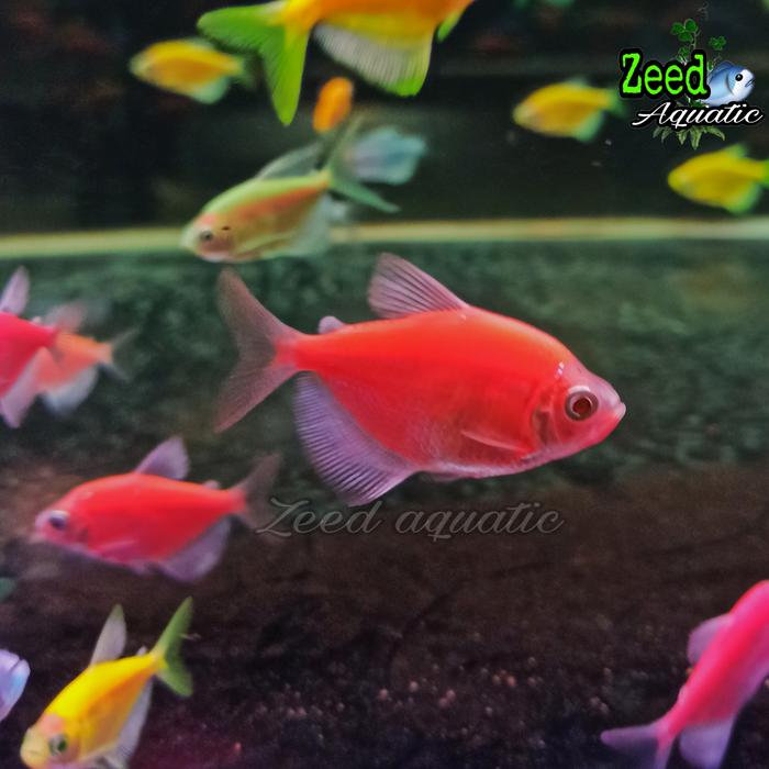 Gambar ikan hias air tawar / aquascape / Glow Fish WARNA TERLENGKAP - Merah dari Zeed aquatic undefined Tokopedia