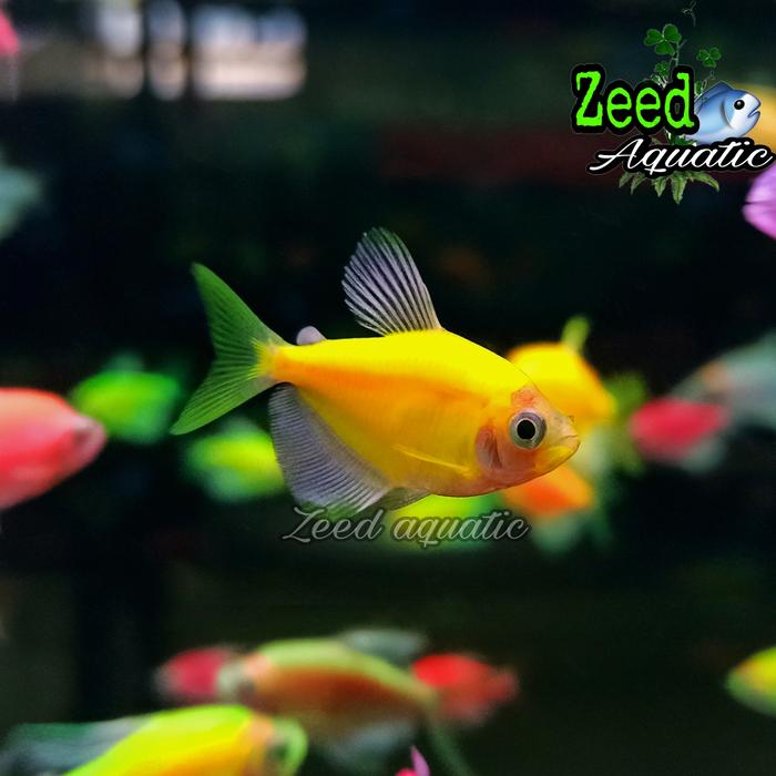 Gambar ikan hias air tawar / aquascape / Glow Fish WARNA TERLENGKAP - Kuning dari Zeed aquatic undefined Tokopedia