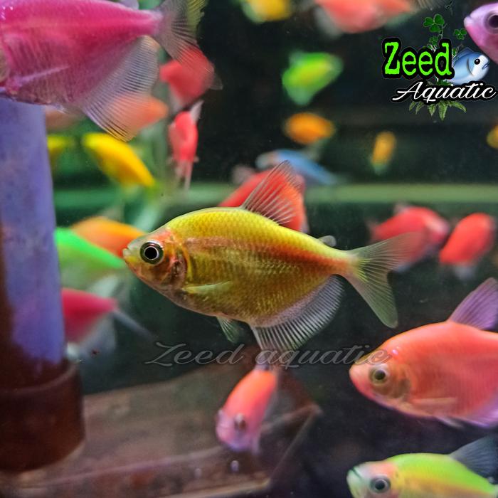 Gambar ikan hias air tawar / aquascape / Glow Fish WARNA TERLENGKAP - Gold dari Zeed aquatic undefined Tokopedia
