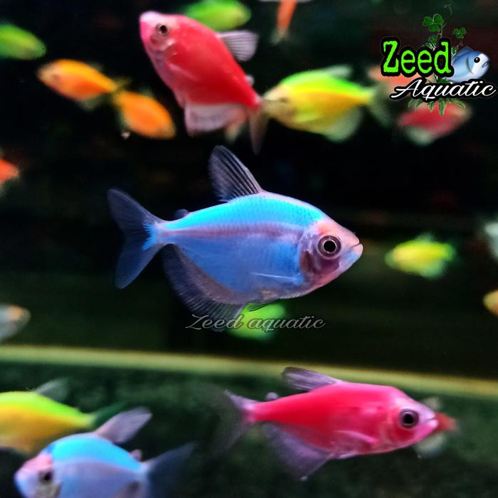 Gambar ikan hias air tawar / aquascape / Glow Fish WARNA TERLENGKAP - Biru dari Zeed aquatic undefined Tokopedia
