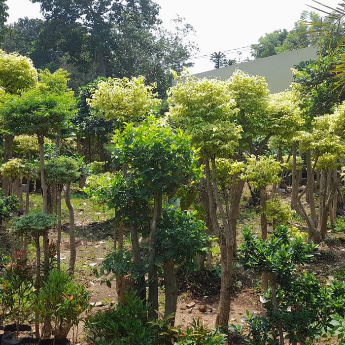 Gambar Tanaman Bonsai Anting Putri 1 Meter Pohon Siap Stok Tinggi 1 Mtr Hingga 2 Mtr Pilihan Ekspedisi Grab Card atau Grab Instan dari EDENTAMANINDAH undefined Tokopedia