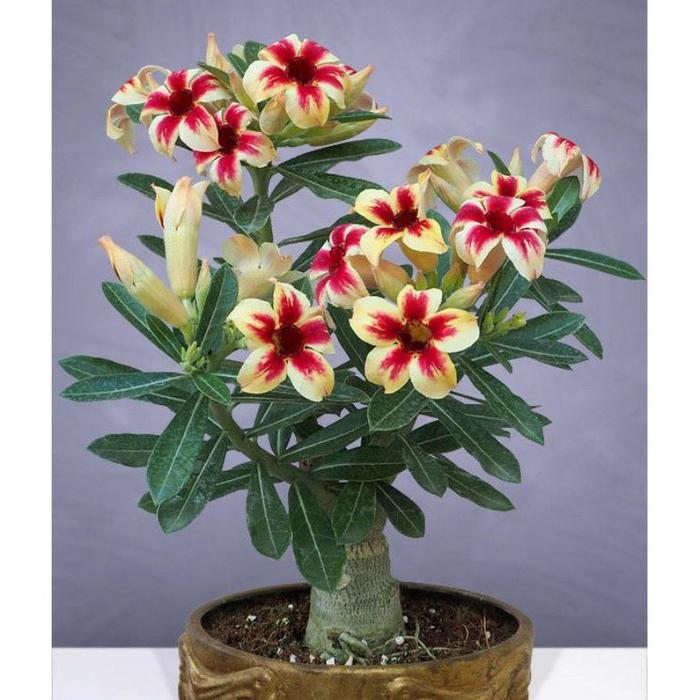 Gambar Adenium Bunga Tumpuk-Obesum Kamboja Jepang Kamboja Bibit Tanaman Hias - Adenium A dari Bunga hias taman undefined Tokopedia