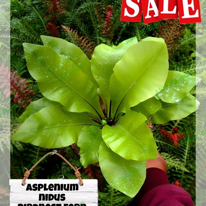 Gambar tanaman asplenium nidus import / birdnest fern / kadaka hybrid dari Akar rimbun undefined Tokopedia