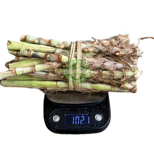 Jual Bibit Rumput Odot Super 1kg Pakan Sapi Kambing Domba Ternak - Kab ...