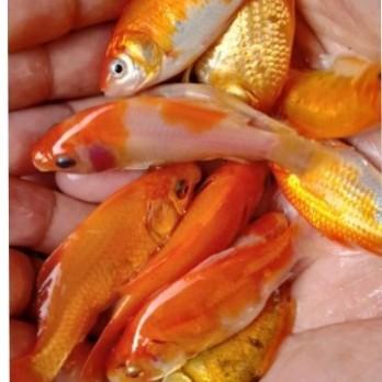 Gambar ikan mas hidup dari SS Aquarium Tegal undefined Tokopedia