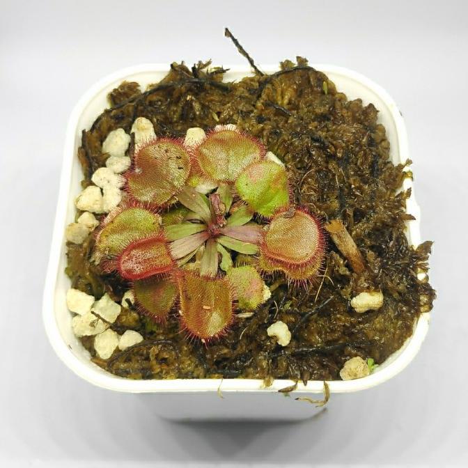 Gambar INSTAN DROSERA FALCONERI / SUNDEW TANAMAN PEMAKAN SERANGGA CARNIVOROUS - DFSH001 dari 'BAROKAH TANI undefined Tokopedia