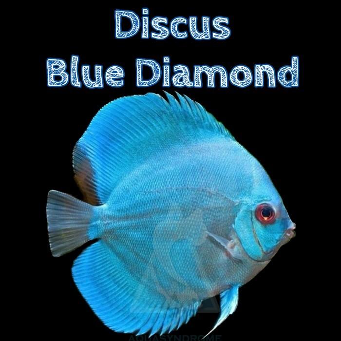 Gambar Ikan Hias Discus Blue Diamond / Ikan Hias Aquascape dari Aquasyndrome undefined Tokopedia