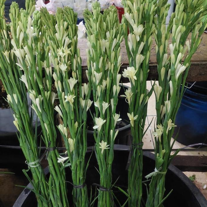 Gambar Bunga Sedap Malam Super - Biasa Wangi dari Tevia Florist undefined Tokopedia