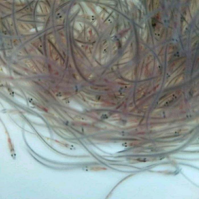 Jual 200 Ekor Bibit Sidat Glass Eel Bicolor (PESAN WAJIB PAKAI TIKI