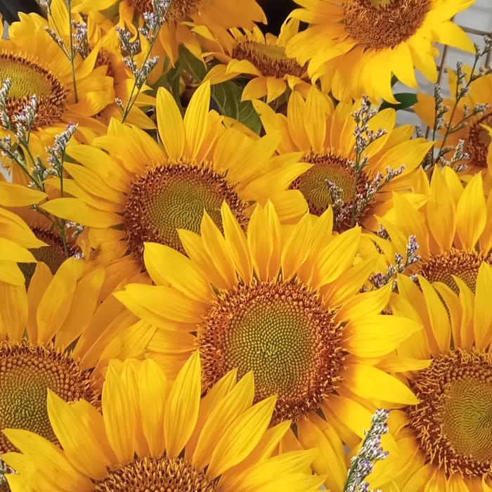 Gambar bunga matahari kuning - bunga matahari asli - bunga potong -fresh dari faeyza florist official undefined Tokopedia