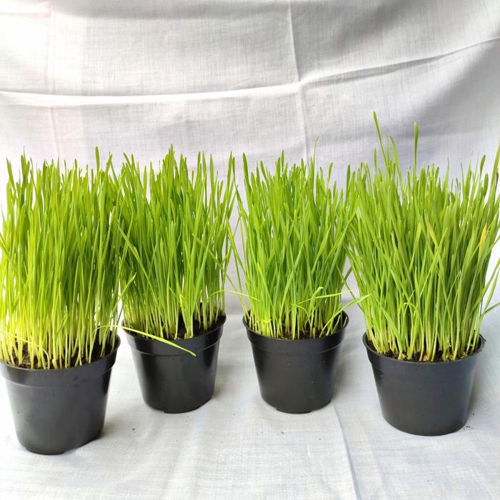 Gambar Paket Hemat 4 pcs Rumput Kucing Siap Panen (Wheat Grass Cat) dari kens cat undefined Tokopedia