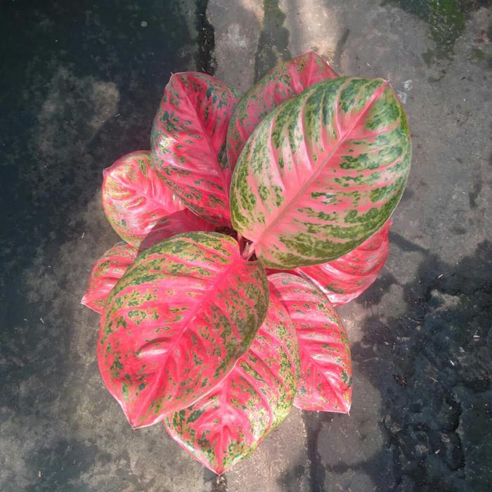 Gambar Aglonema Wulandari Aglaonema Original Real Pic dari Toko Hobipedia undefined Tokopedia