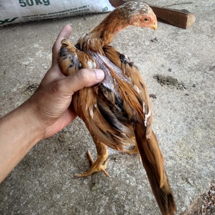 Gambar Anakan Wangkas dari Ayam Aduan Jepara Raya undefined Tokopedia
