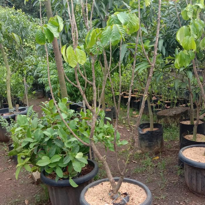 Gambar paketan Pohon Duku Siap Buah dari Toko Karya Tani undefined Tokopedia