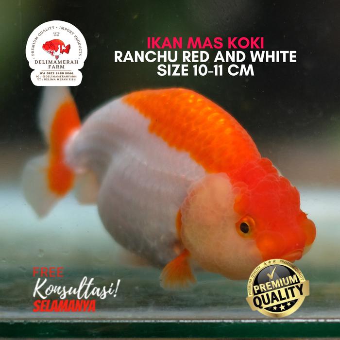 Jual IKAN MAS KOKI RANCHU RW BAHAN GROOMING LINE THAILAND PREMIUM ...