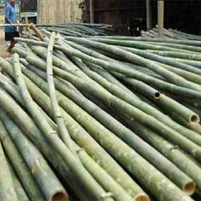 Gambar bambu utuh bulat panjang 60cm dari Sila Utama undefined Tokopedia