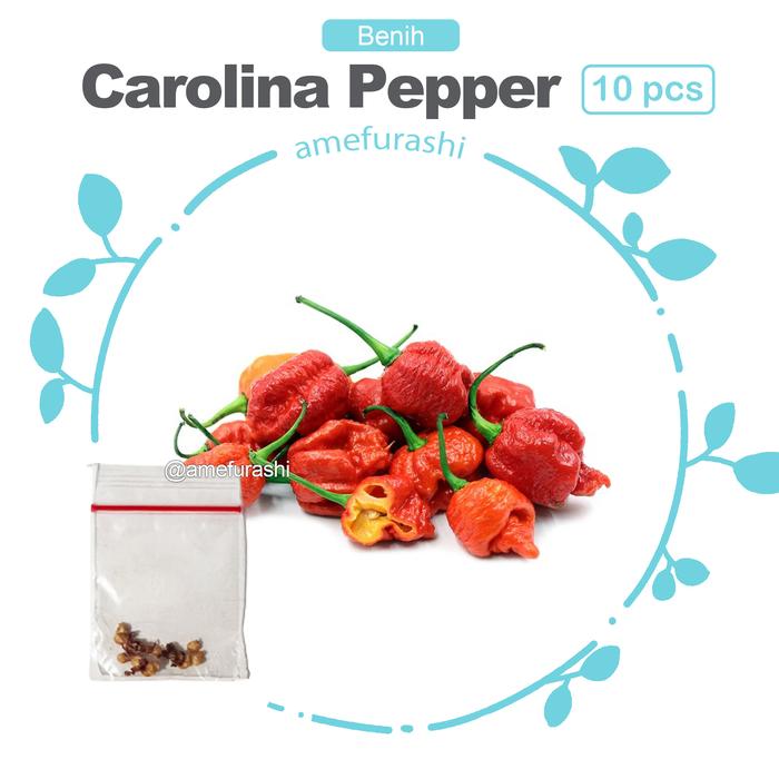 Gambar Bibit / Benih Cabe Keriting Merah Pedas Panjang Cocok Untuk Sambal - carolina r.10 dari amefurashi undefined Tokopedia